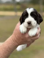 Tiana, a female English Springer Spaniel for sale in Nicholls, GA – Photo 1 of 4