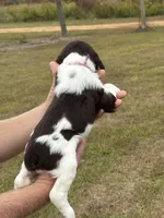 Tiana, a female English Springer Spaniel for sale in Nicholls, GA – Photo 4 of 4