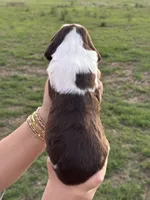 Tinsley, a female English Springer Spaniel for sale in Nicholls, GA – 4 of 4