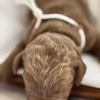 Loli (white collar), a female Miniature Goldendoodle for sale in Nicholls, GA – Photo 3 of 4