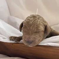Loli (white collar), a female Miniature Goldendoodle for sale in Nicholls, GA – Photo 4 of 4