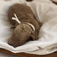 Loli (white collar), a female Miniature Goldendoodle for sale in Nicholls, GA – Photo 1 of 4