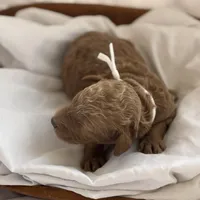Loli (white collar), a female Miniature Goldendoodle for sale in Nicholls, GA – Photo 2 of 4