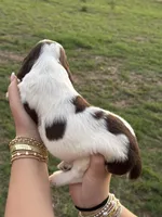 Trout, a male English Springer Spaniel for sale in Nicholls, GA – 4 of 4