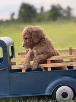 Limbo (grey collar), a male Miniature Goldendoodle for sale in Nicholls, GA – Photo 5 of 7