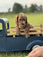 Limbo (grey collar), a male Miniature Goldendoodle for sale in Nicholls, GA – Photo 4 of 7