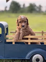 Limbo (grey collar), a male Miniature Goldendoodle for sale in Nicholls, GA – Photo 1 of 7