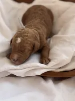 Limbo (grey collar), a male Miniature Goldendoodle for sale in Nicholls, GA – Photo 7 of 7