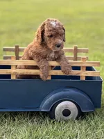 Limbo (grey collar), a male Miniature Goldendoodle for sale in Nicholls, GA – Photo 3 of 7
