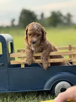 Limbo (grey collar), a male Miniature Goldendoodle for sale in Nicholls, GA – Photo 2 of 7