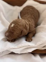 Limbo (grey collar), a male Miniature Goldendoodle for sale in Nicholls, GA – Photo 6 of 7