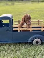 Loxley (dark purple collar), a female Miniature Goldendoodle for sale in Nicholls, GA – Photo 2 of 8