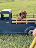 Loxley (dark purple collar), a female Miniature Goldendoodle for sale in Nicholls, GA – Photo 1 of 8