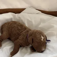 Loxley (dark purple collar), a female Miniature Goldendoodle for sale in Nicholls, GA – Photo 6 of 8