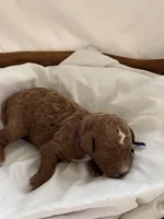 Loxley (dark purple collar), a female Miniature Goldendoodle for sale in Nicholls, GA – Photo 6 of 8