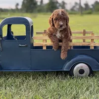 Loxley (dark purple collar), a female Miniature Goldendoodle for sale in Nicholls, GA – Photo 3 of 8