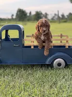 Loxley (dark purple collar), a female Miniature Goldendoodle for sale in Nicholls, GA – Photo 3 of 8