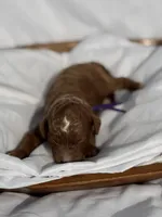 Loxley (dark purple collar), a female Miniature Goldendoodle for sale in Nicholls, GA – Photo 7 of 8