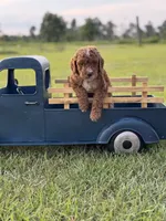 Loxley (dark purple collar), a female Miniature Goldendoodle for sale in Nicholls, GA – Photo 4 of 8