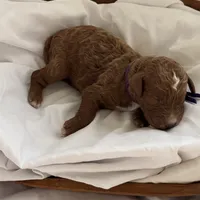 Loxley (dark purple collar), a female Miniature Goldendoodle for sale in Nicholls, GA – Photo 8 of 8