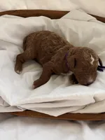 Loxley (dark purple collar), a female Miniature Goldendoodle for sale in Nicholls, GA – Photo 8 of 8