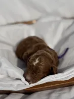 Loxley (dark purple collar), a female Miniature Goldendoodle for sale in Nicholls, GA – Photo 5 of 8