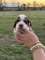 Tony, a male English Springer Spaniel for sale in Nicholls, GA – 1 of 3