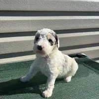 Hilde, a female Sheepadoodle for sale in Nicholls, GA – Photo 1 of 3