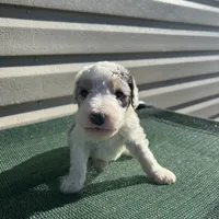 Hilde, a female Sheepadoodle for sale in Nicholls, GA – Photo 2 of 3