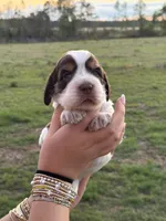 Trudy, a female English Springer Spaniel for sale in Nicholls, GA – 3 of 4