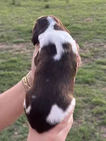 Trudy, a female English Springer Spaniel for sale in Nicholls, GA – 4 of 4