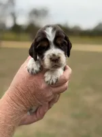 Thelma, a female English Springer Spaniel for sale in Nicholls, GA – Photo 2 of 4