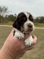 Thelma, a female English Springer Spaniel for sale in Nicholls, GA – Photo 4 of 4