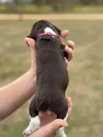 Thelma, a female English Springer Spaniel for sale in Nicholls, GA – Photo 3 of 4