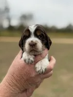 Thelma, a female English Springer Spaniel for sale in Nicholls, GA – Photo 1 of 4