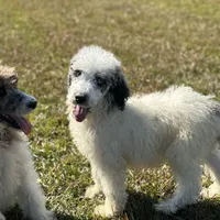 Grizzly, a male Poodle - Standard  for sale in Nicholls, GA – Photo 4 of 8