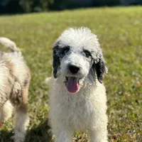Grizzly, a male Poodle - Standard  for sale in Nicholls, GA – Photo 1 of 8