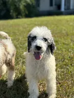 Grizzly, a male Poodle - Standard  for sale in Nicholls, GA – Photo 1 of 8
