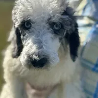 Grizzly, a male Poodle - Standard  for sale in Nicholls, GA – Photo 2 of 8