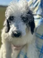 Grizzly, a male Poodle - Standard  for sale in Nicholls, GA – Photo 2 of 8