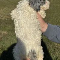Grizzly, a male Poodle - Standard  for sale in Nicholls, GA – Photo 8 of 8