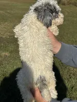 Grizzly, a male Poodle - Standard  for sale in Nicholls, GA – Photo 8 of 8