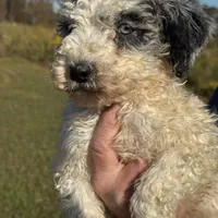 Grizzly, a male Poodle - Standard  for sale in Nicholls, GA – Photo 6 of 8