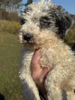 Grizzly, a male Poodle - Standard  for sale in Nicholls, GA – Photo 6 of 8
