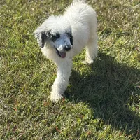 Grizzly, a male Poodle - Standard  for sale in Nicholls, GA – Photo 3 of 8