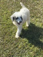 Grizzly, a male Poodle - Standard  for sale in Nicholls, GA – Photo 3 of 8