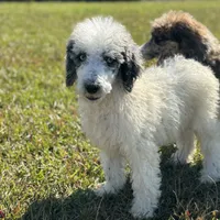 Grizzly, a male Poodle - Standard  for sale in Nicholls, GA – Photo 5 of 8