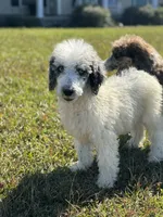 Grizzly, a male Poodle - Standard  for sale in Nicholls, GA – Photo 5 of 8