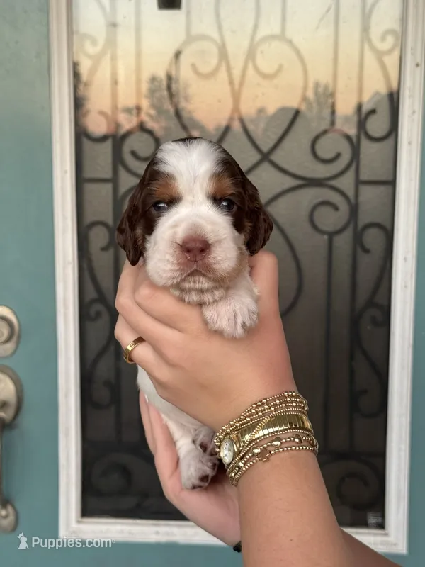 Trout – English Springer Spaniel puppy for sale in Nicholls, GA