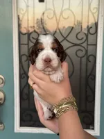 Trout, a male English Springer Spaniel for sale in Nicholls, GA – 1 of 4